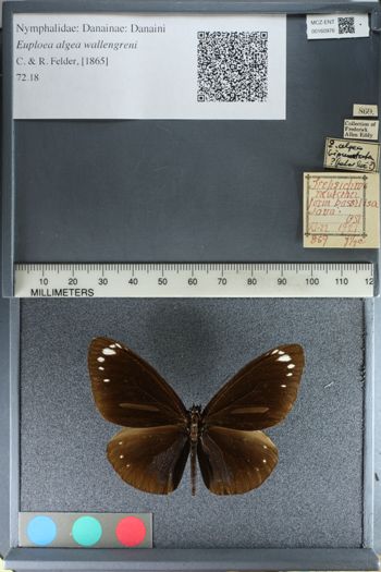 Media type: image;   Entomology 160976